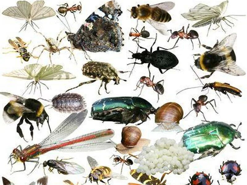 Где много насекомых. Насекомые. Насекомыена белом фроне. Расцветки бабочек. Где много насекомых.