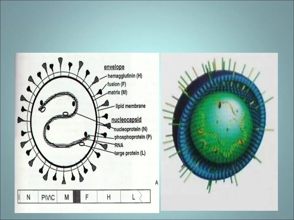 Вирус кори строение микробиология. Корь строение вируса. Нуклеокапсид вируса кори. Схема строения вируса кори.