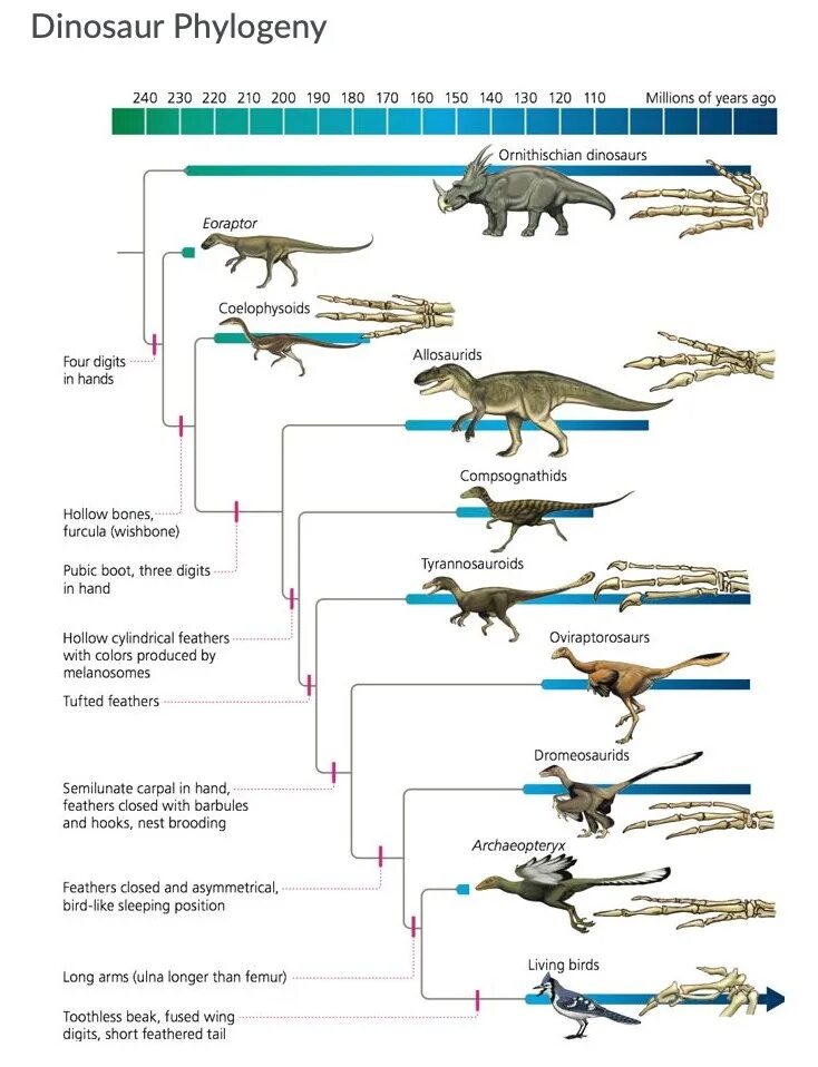 A crocodile is longer than a