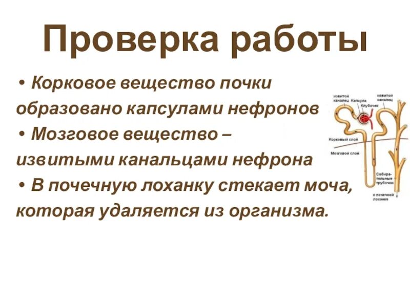Мозговое вещество почки состоит. Строение коркового вещества почки. Строение нефрона и его функции. Функции коркового вещества почки. Функции коркового вещества почки.