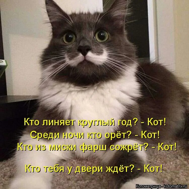У кого нет кота