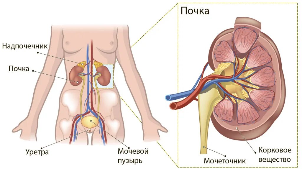 Лимфоузлы надпочечников. Анатомия урология. Опухоли почек классификация. Почки надпочечники мочевой пузырь.