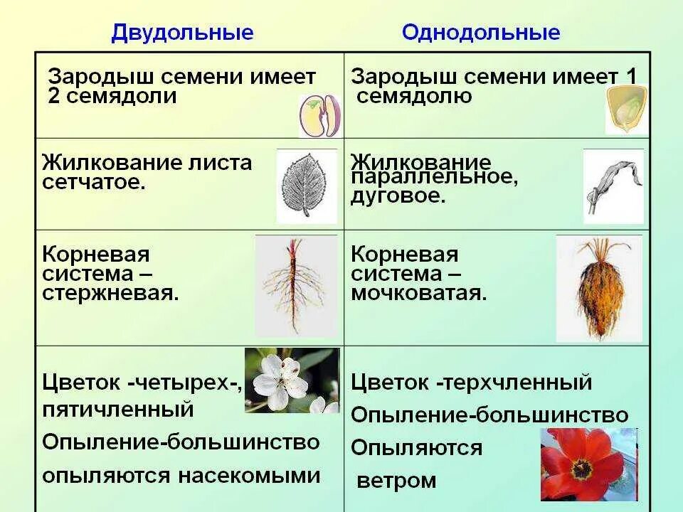 Признаки усложнения покрытосеменных. Семейства однодольных и двудольных растений. Характеристика однодольных и двудольных растений. Покрытосеменные растения Однодольные и двудольные. Семейства покрытосеменных двудольных растений.