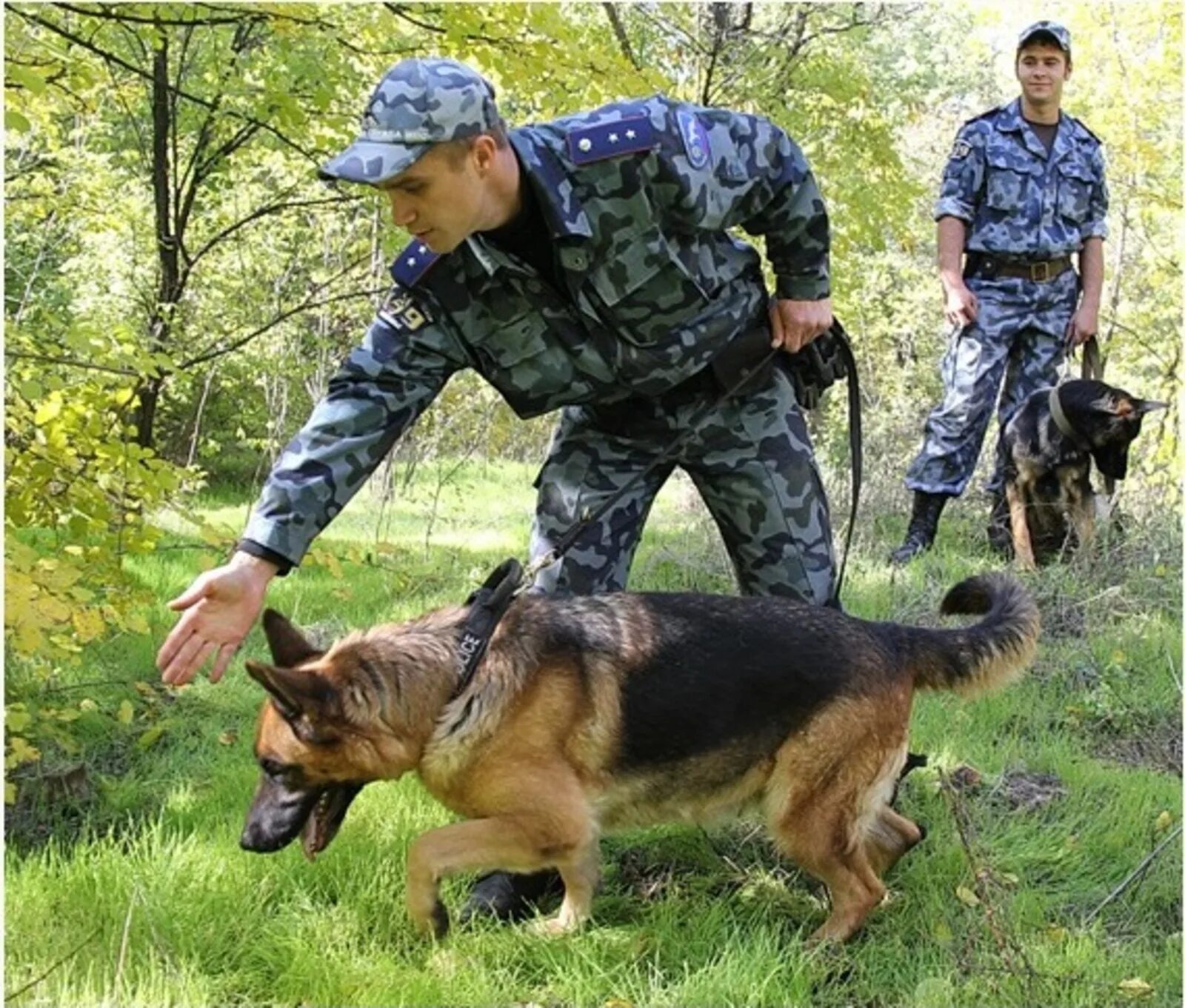 Служебные собаки. Служебные собаки. Специалист кинолог. Поиск кинолога. Поиск кинолога.