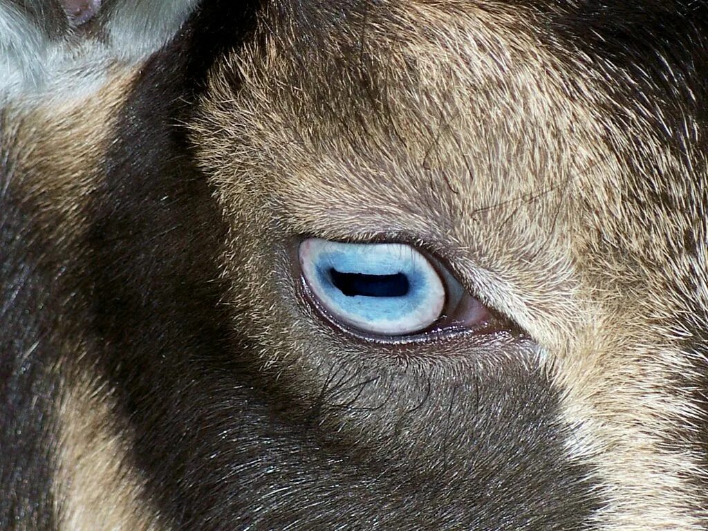 Глаза Козлов. Зрачки козы. Глаза козы. Bear s eye