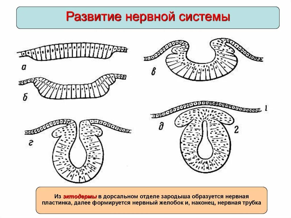 Эктодерма у позвоночных животных. Нервная трубка из эктодермы. Образование нервной трубки из эктодермы. Нервная пластинка образуется из эктодермы. Нервная трубка образована из эктодермы.