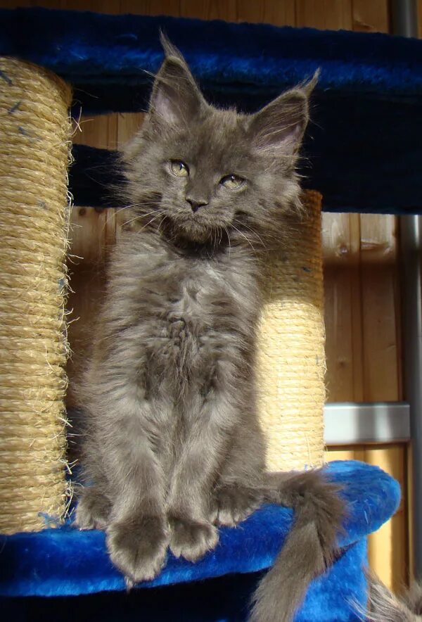 Грумминг мейн куна. Мейн кун кормление. Жир у мейн кунов на животе. Можно мейн куну сырое мясо. Можно мейн куну сырое мясо.