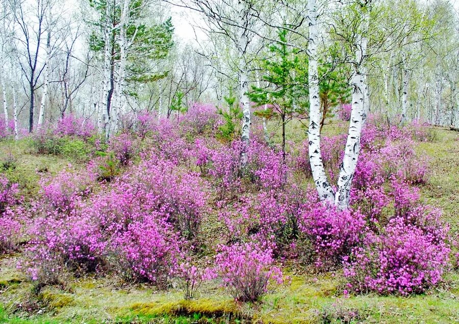 Рододендрон Даурский. Багульник. Рододендрон Даурский куст. Багульник Сибирский куст.