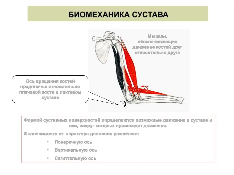 Мышцы обеспечивающие движение в локтевом суставе. Локтевой сустав оси движения. Плечевой сустав биомеханика движения. Локтевой сустав биомеханическая характеристика. Функции движения суставов