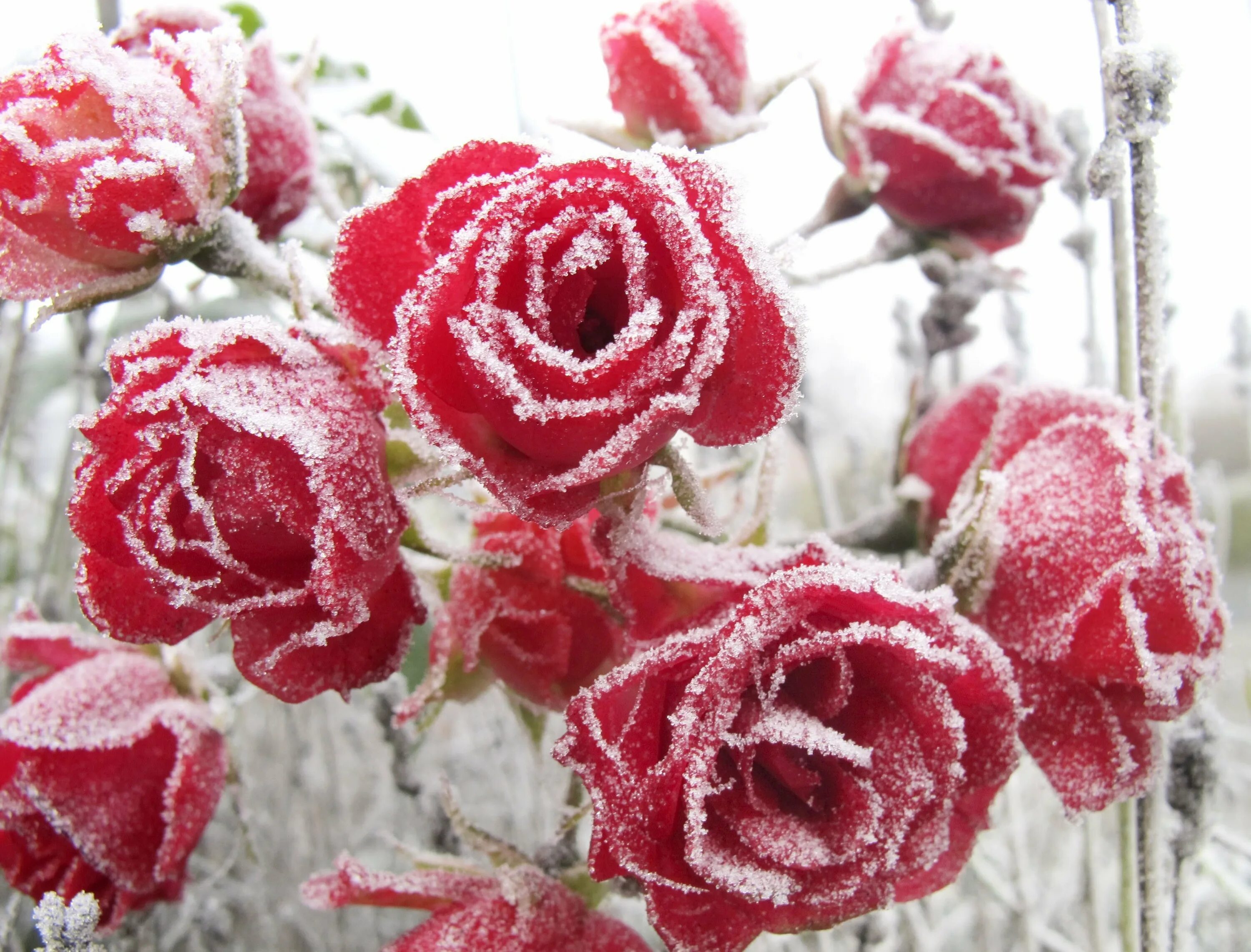 Цветы зимние розы