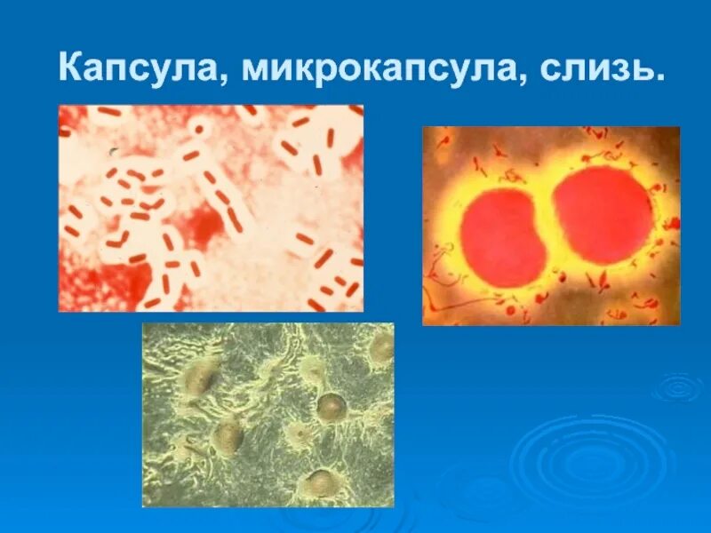 Слизистый слой бактерий. Капсула микрокапсула слизь. Капсула микрокапсула слизь бактерии. Микрокапсула бактерий. Слизь бактерий.