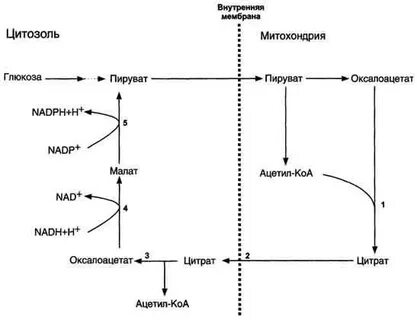 Окисление глюкозы в митохондриях клеток