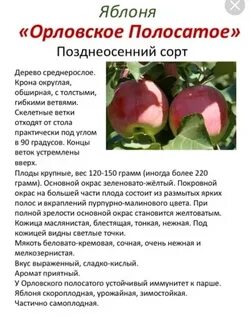 Яблоня длина