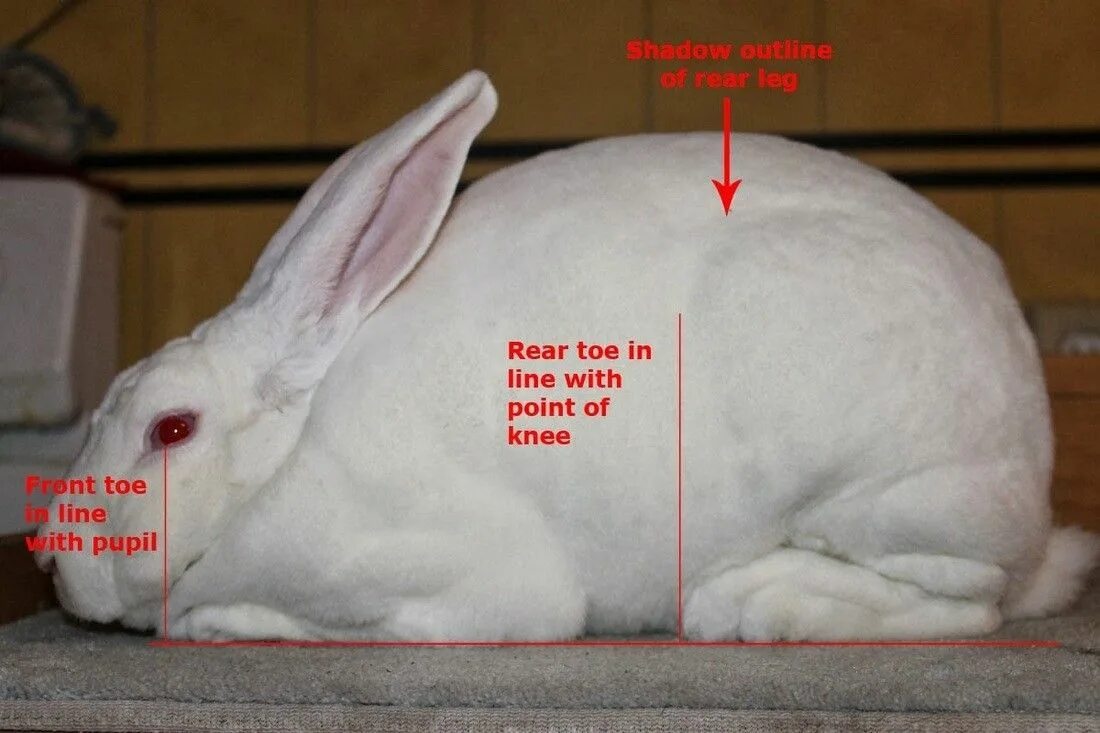 Rabbit type. Кролики породы рекс черно огненный. ճագարաբուծություն rabbit breeding.