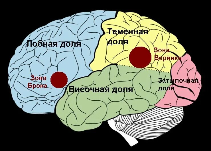 Центр речи человека расположен