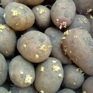 Сорт картофеля родриго характеристика отзывы фото описание