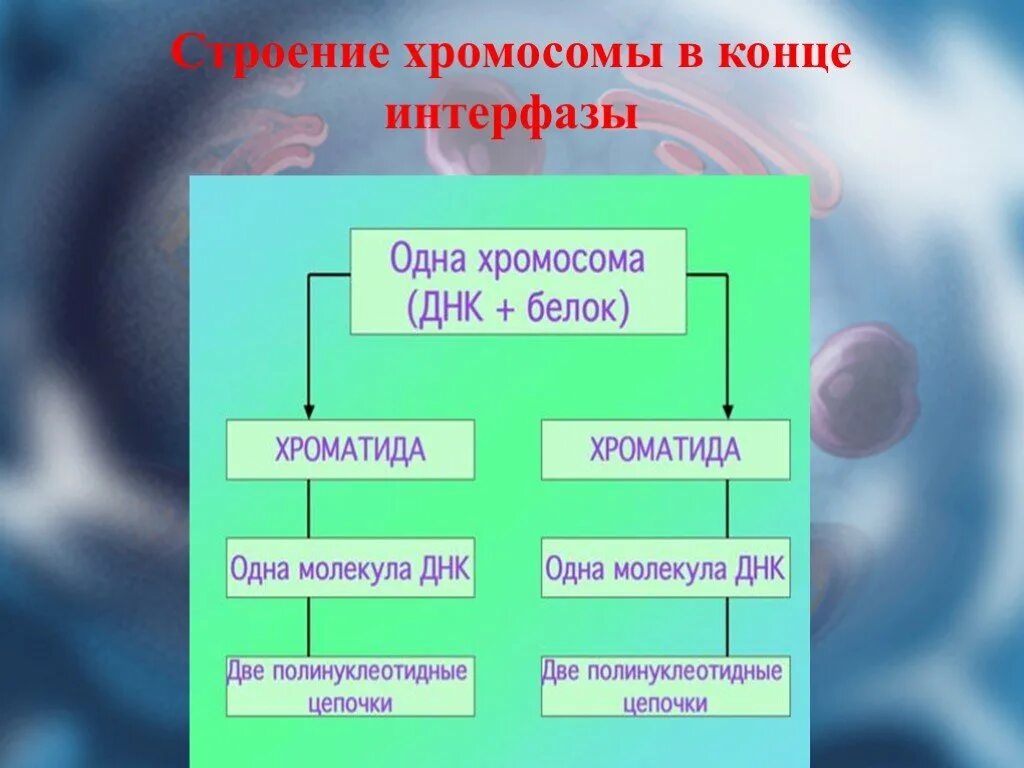 Сколько полинуклеотидных цепочек содержит хромосома. Строение хромосомы в конце интерфазы. строение хромосом в интерфазе. хромосома в конце интерфазы. конец интерфазы.