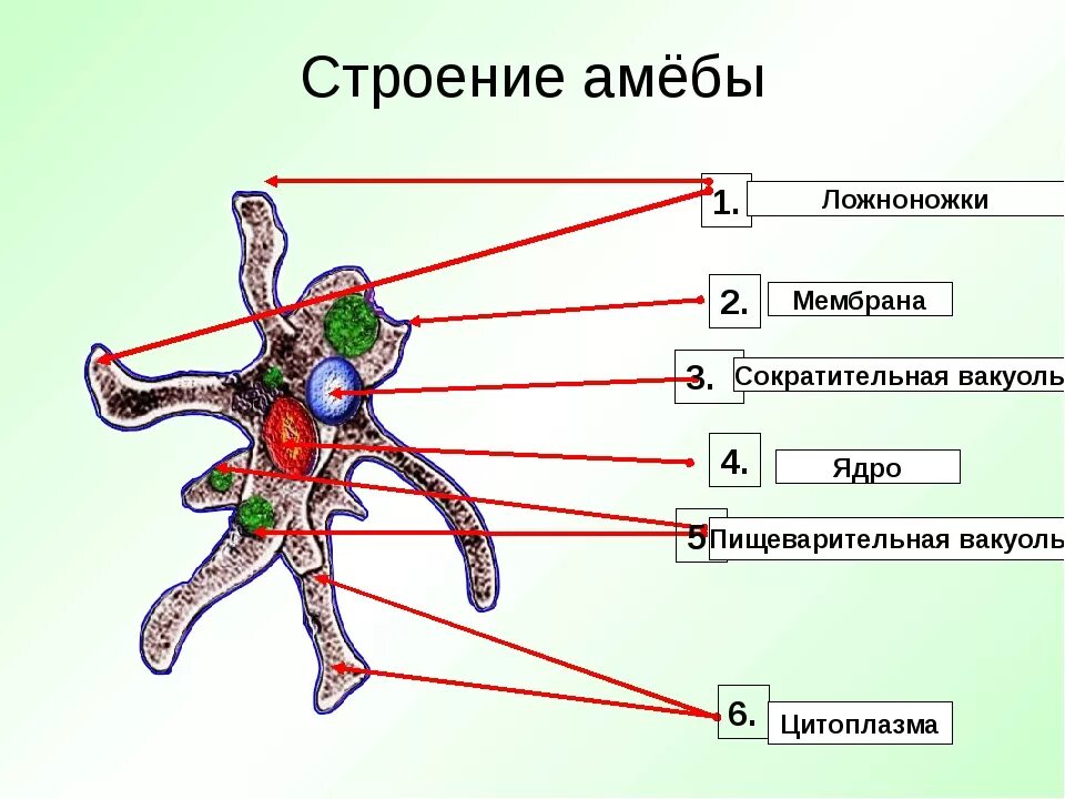 Какой цифрой обозначена на рисунке стадия амебы. Схема амебы обыкновенной. Строение амебы обыкновенной. Амеба схема биология. Пищеварительная вакуоль амебы.