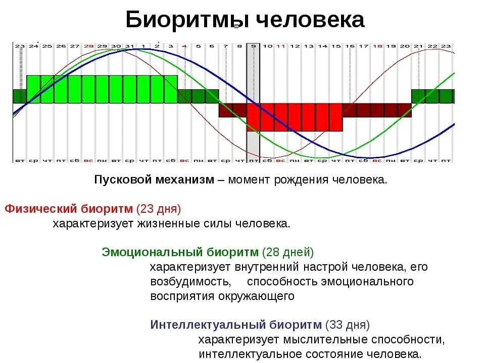 Время в течение дня. Физический цикл биоритмов человека. Суточные биоритмы график. Годовые биоритмы человека. Таблица биоритмов человека.