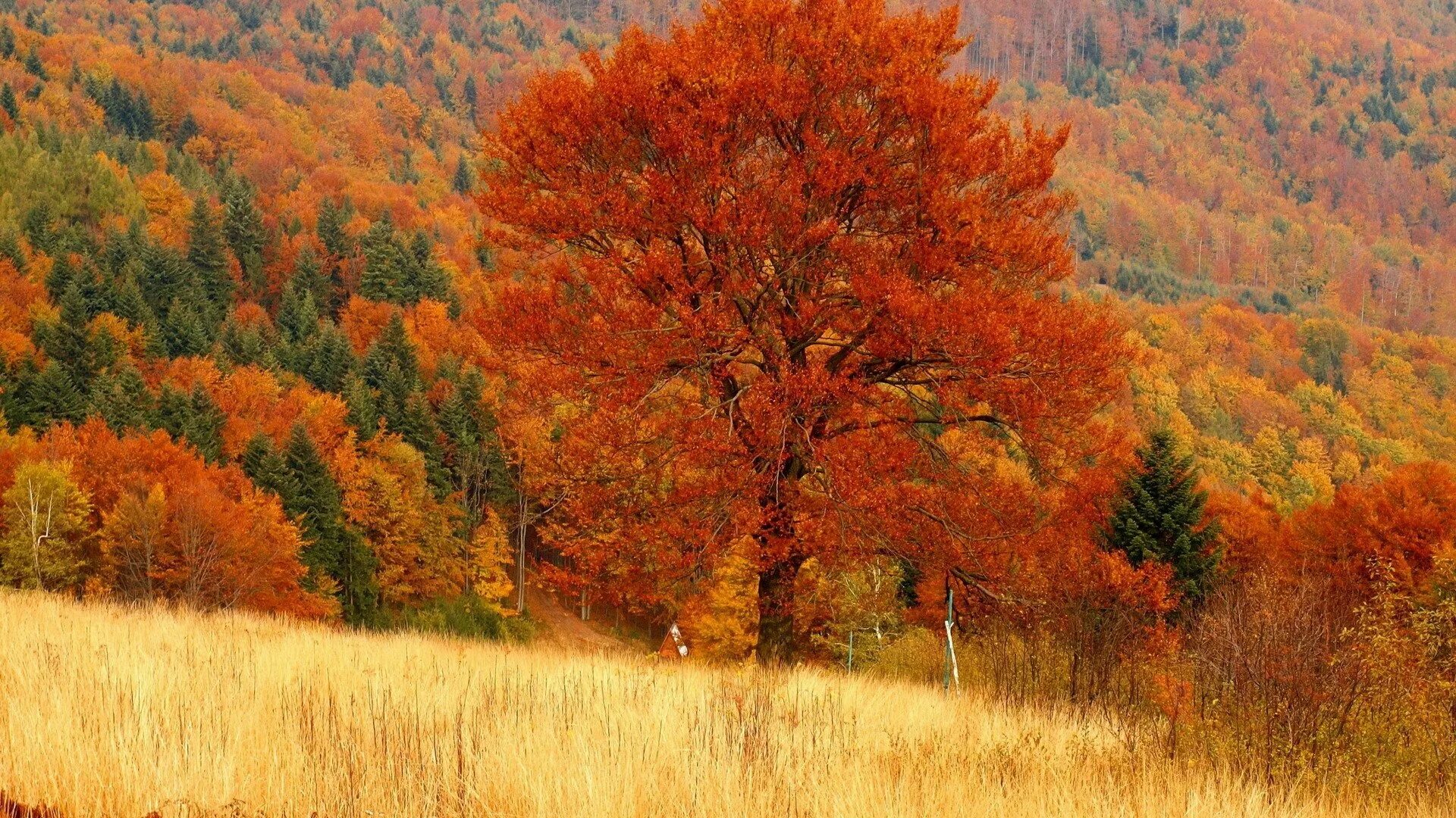 Красивые осенние деревья