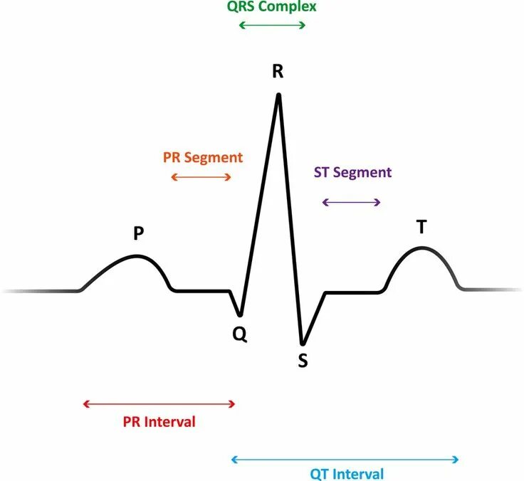 Продолжительность qrs в норме. Экг схема зубцы. комплекс qrs на экг норма. комплекс pqrst на экг. схема нормальной электрокардиограммы человека.