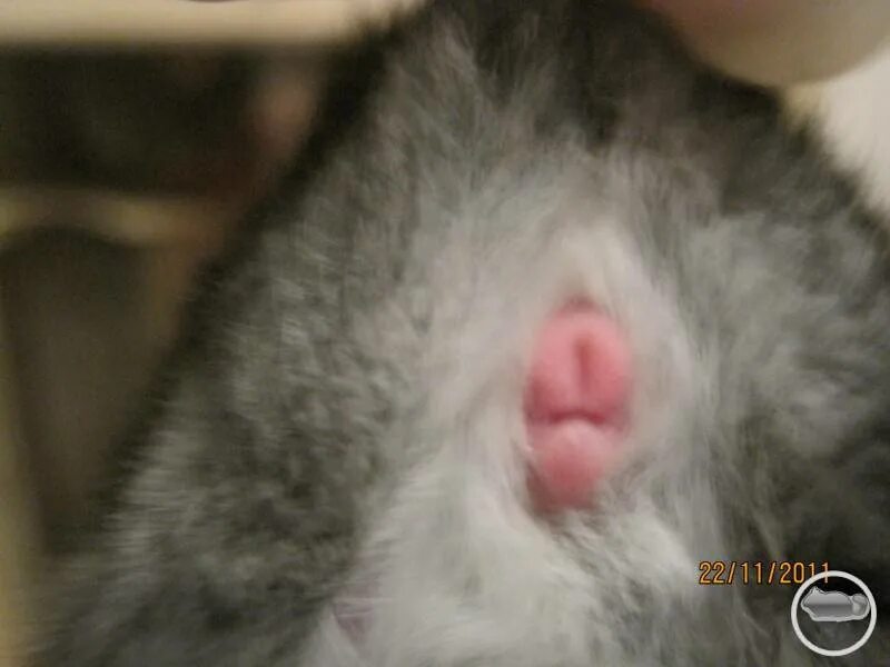 Половые органы шиншиллы мальчика. Как определить шиншиллу девочку. Половые органы шиншиллы. Различить пол хомяка джунгарика. Половые различия шиншилл.