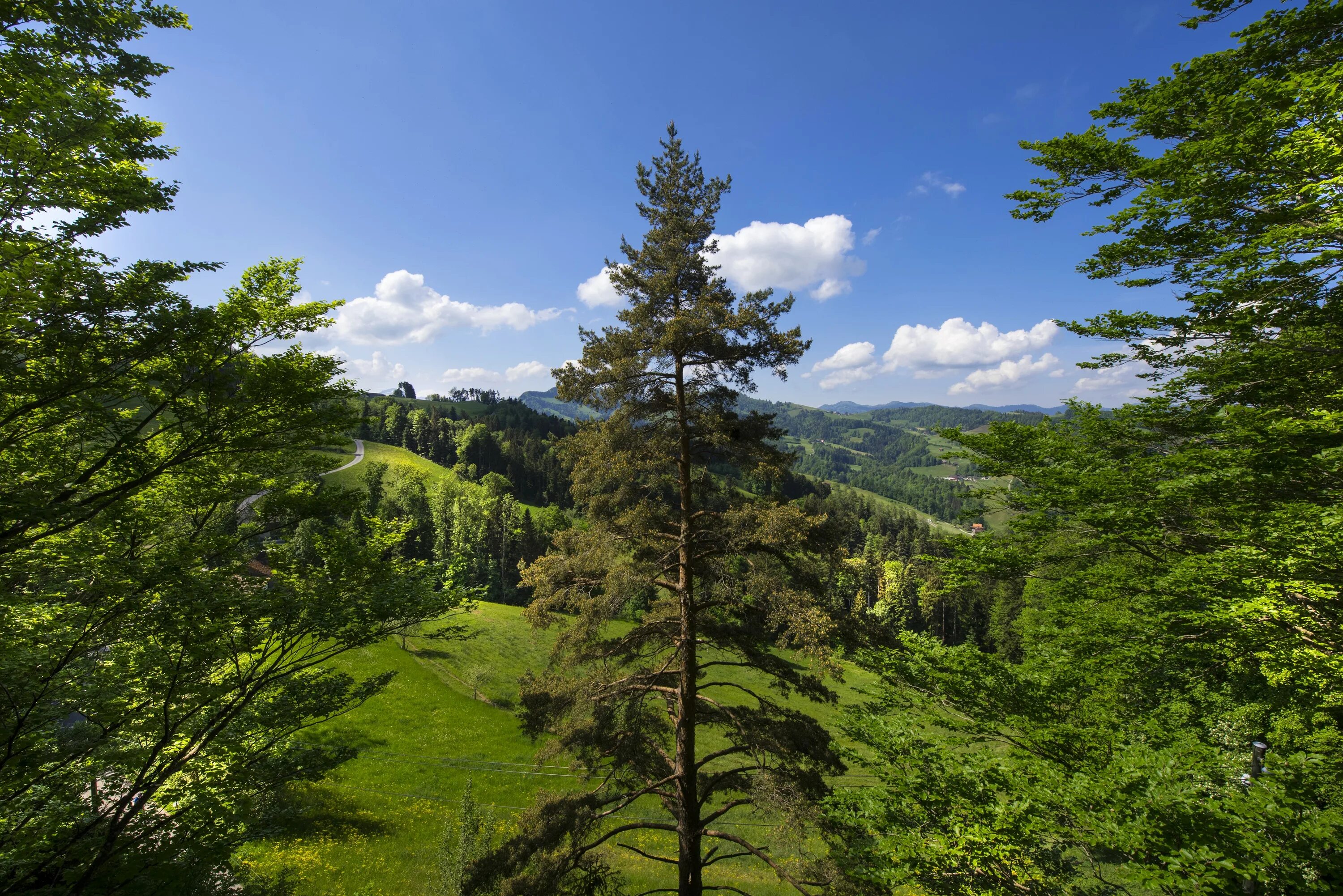 Широколиственные леса Швейцарии. Кедрово-широколиственные леса. Швейцария кедры. Еловый лес в Швейцарии.