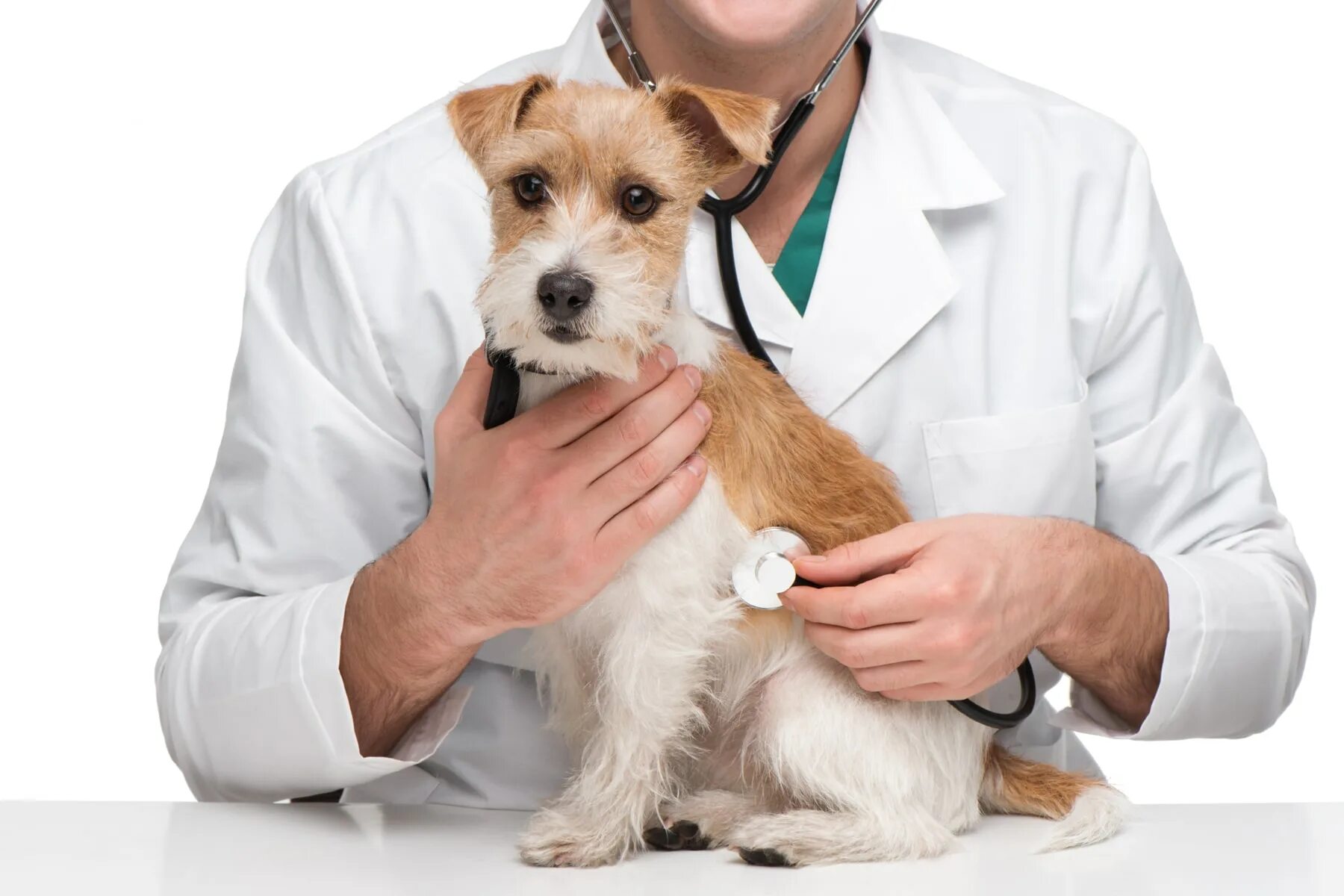 Обследование собак. Собака врач. Ветеринария. Собака Ветеринария. Собака медик.