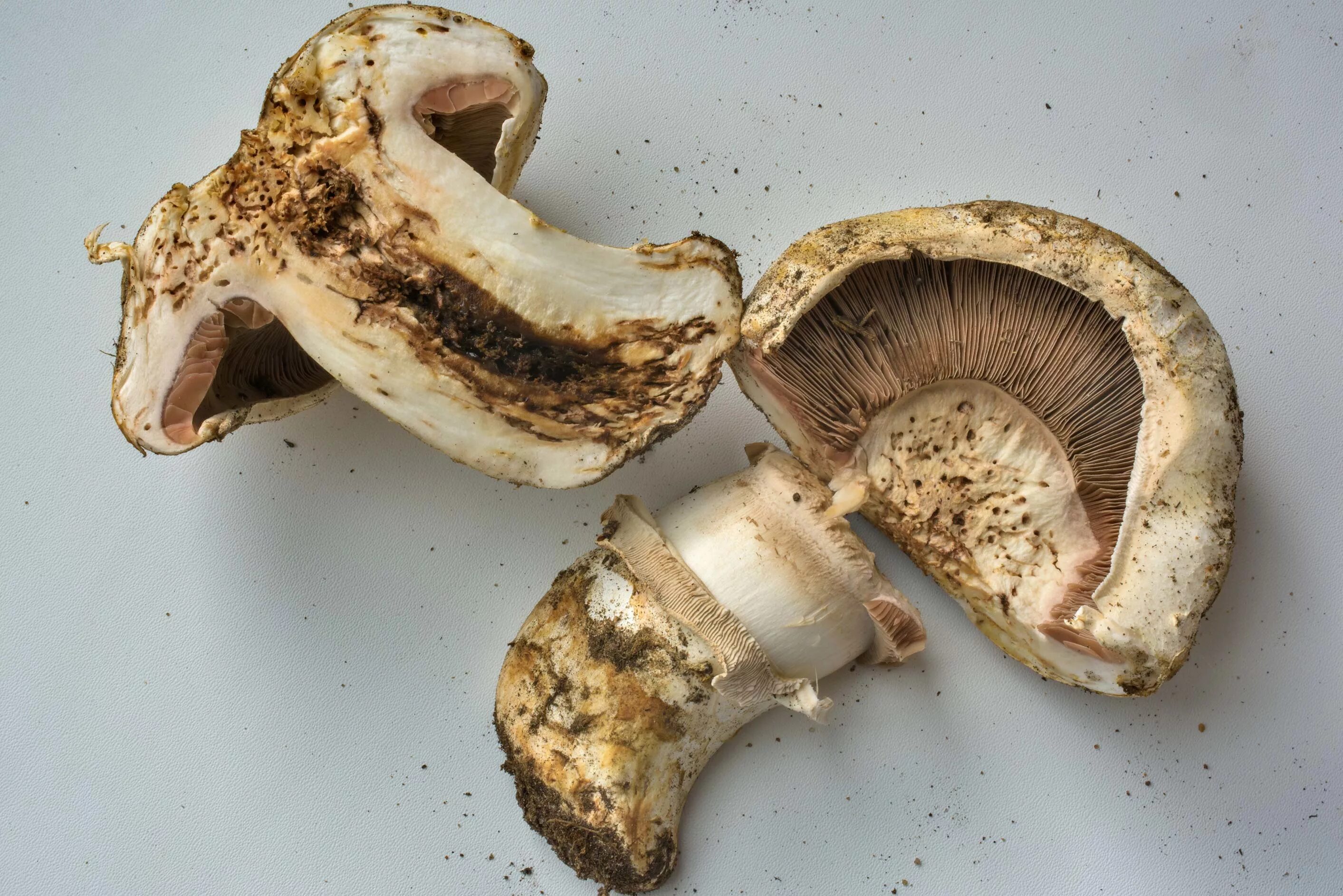 Шампиньон двукольцевой. Agaricus bitorquis. Гриб шампиньон двукольцевой разрез. Шампиньон в разрезе. Черные шампиньоны можно