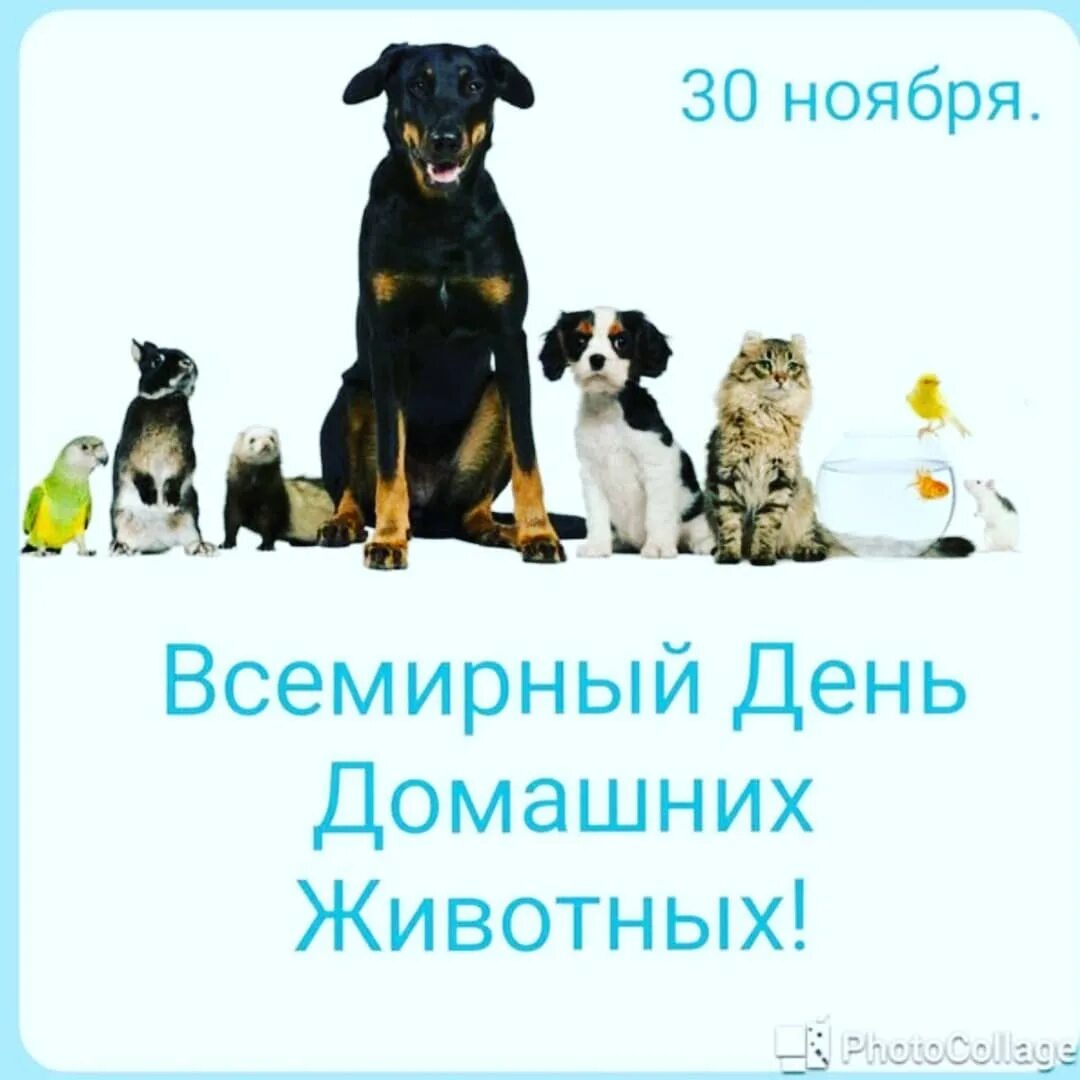 30 ноября день животных. День домашних животных. Всемирный день домашних животных. Всемирный день домашних животных 30 ноября. День защиты домашних животных 30 ноября.