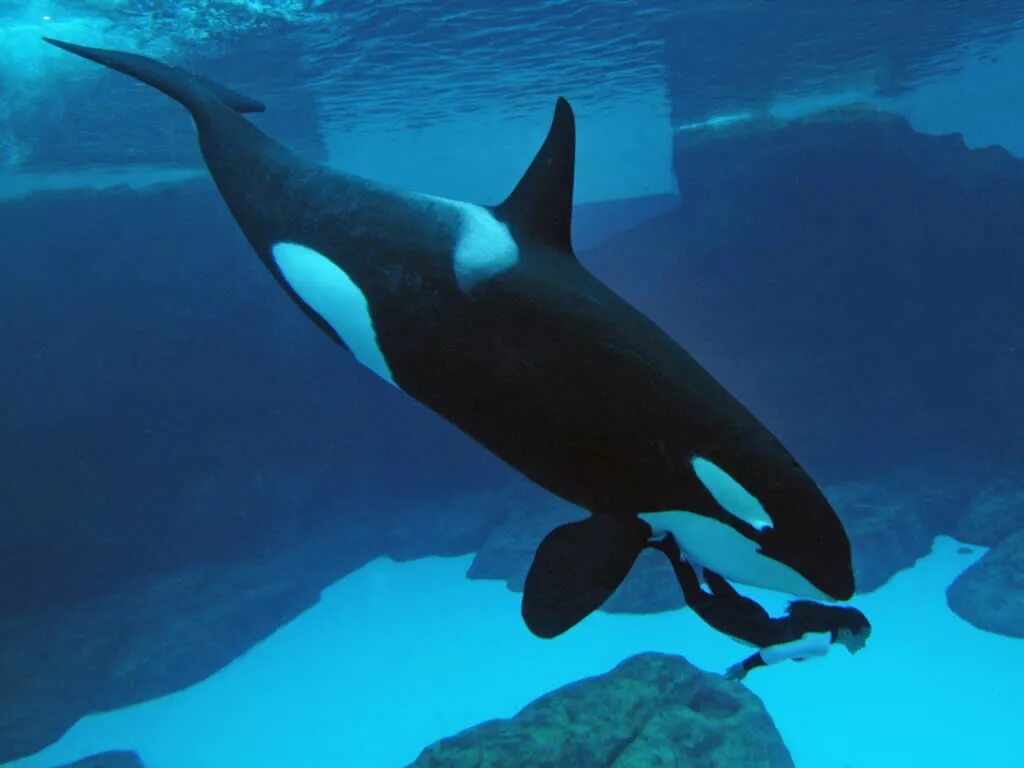 Красивые касатки. Касатка в воде. Касатка в воде. Киты касатки дельфины. Кит-касатка.