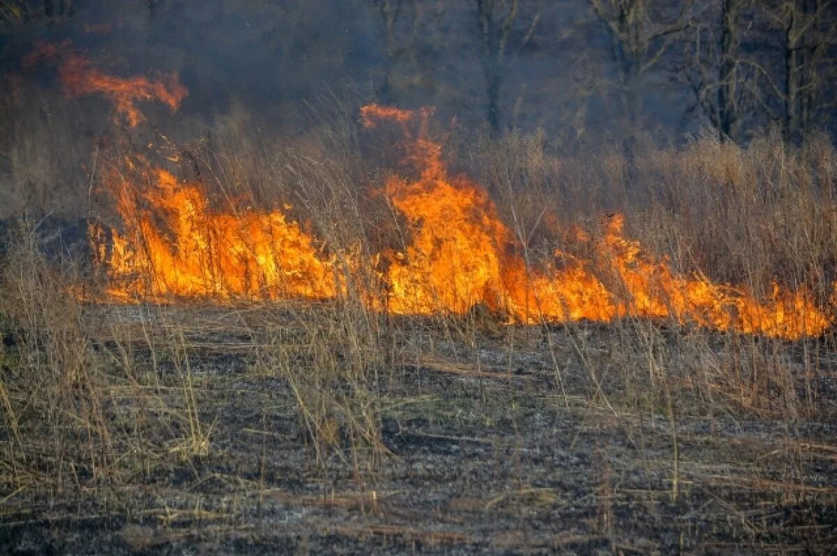 Травяной пожар. Пожар травы. Пожар в лесу. Природные пожары. Пал гг