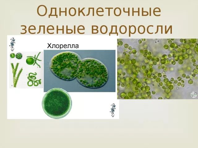 Культивирование одноклеточных зеленых водорослей технология 8 класс