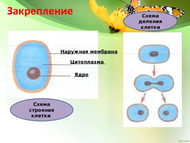 Каждую клетку покрывает. Схема деления клетки. Схема деления клетки 5 класс. Наружная мембрана цитоплазма ядро. Тема клеточные ядро схема.