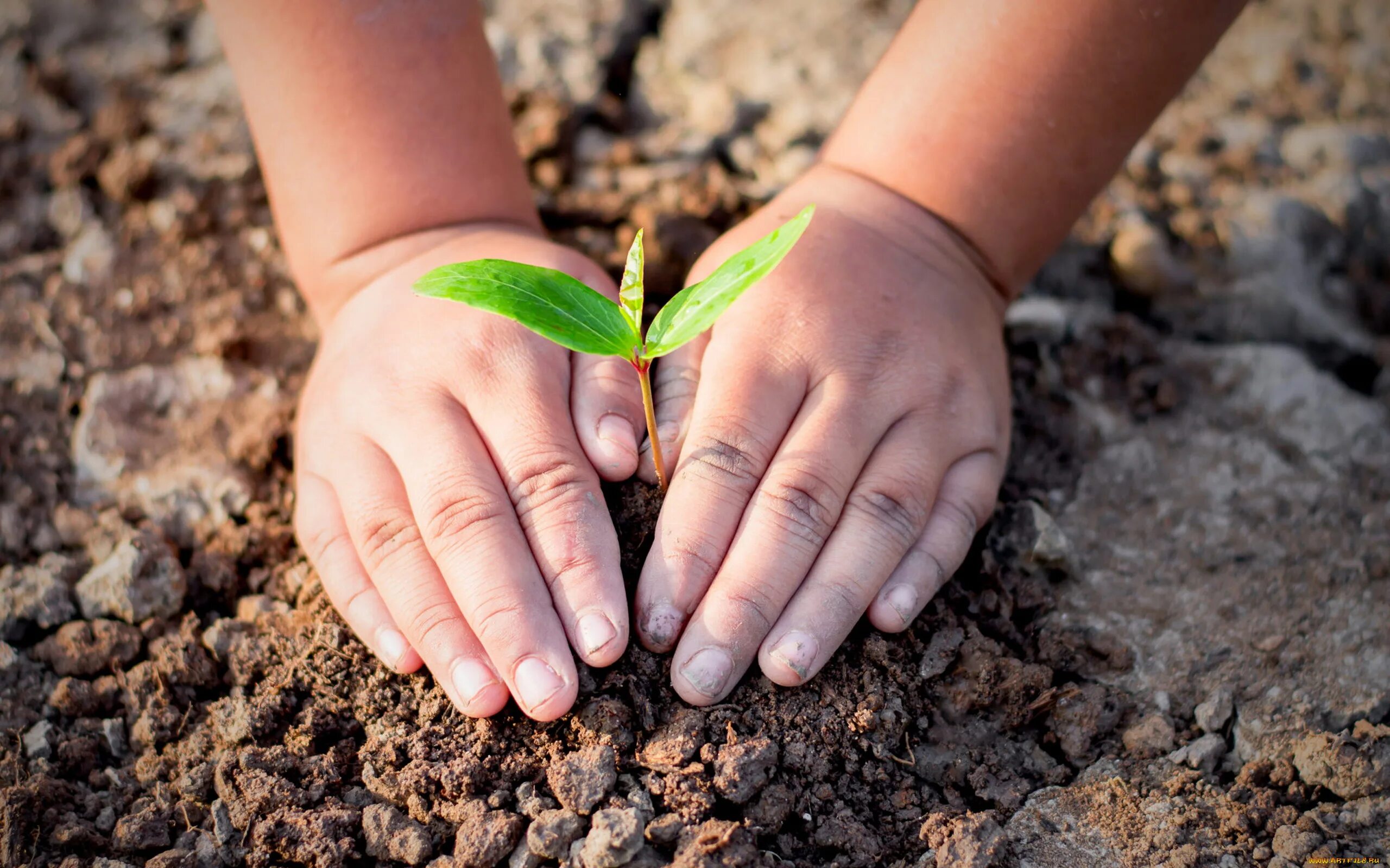 Международное экологическое отношение. Бережное отношение к природе. Забота об окружающей среде. Ребенок с росточками в руках. Эколог это для детей.