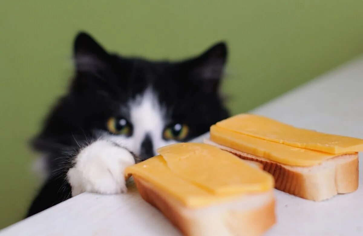 Можно давать котам сыр. Кот и сыр. кот с куском сыра. кот ворует. кот ворует еду.