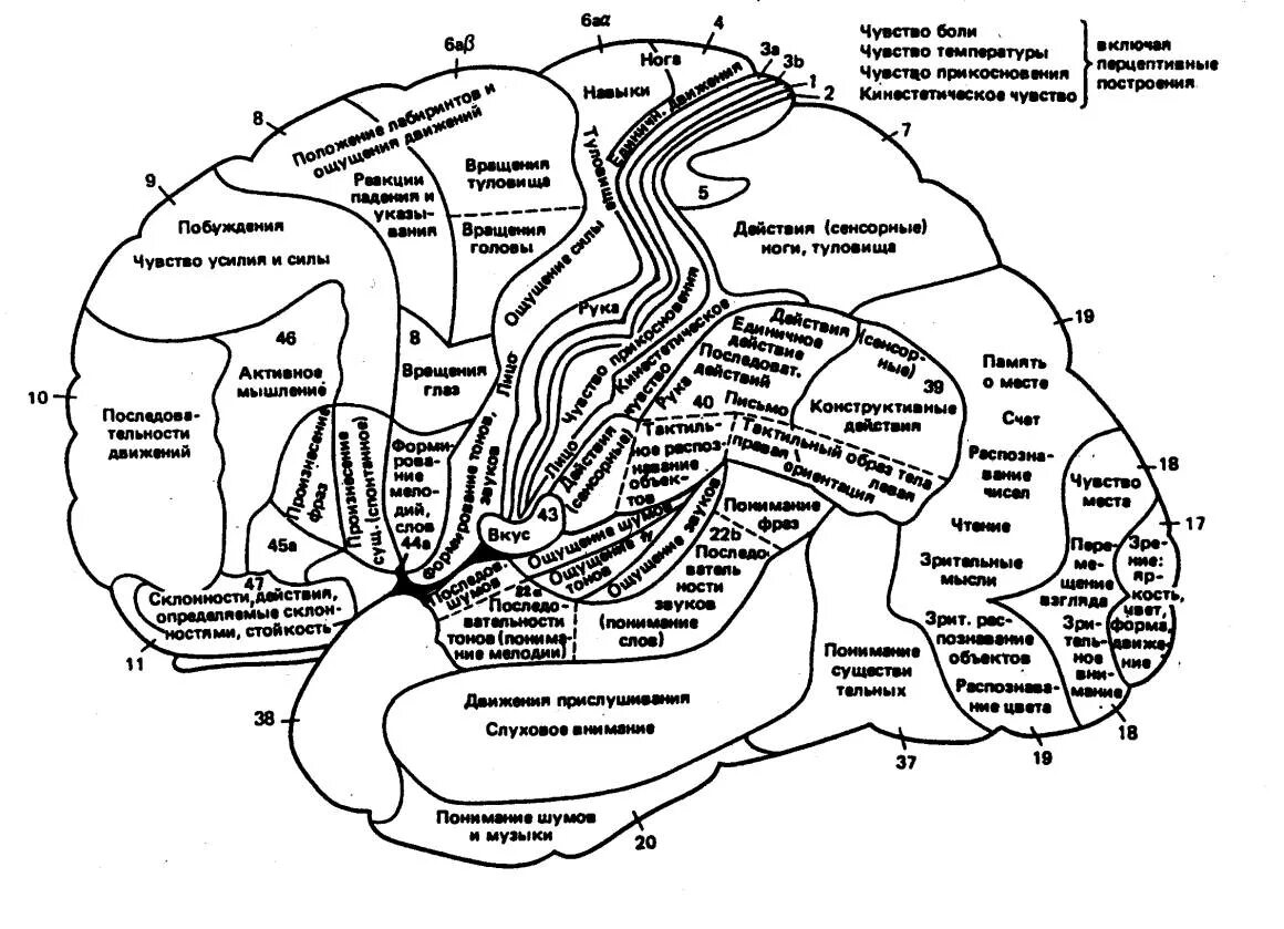 Развитие зон мозга. Карта полушарий мозга поля по Бродману. Карта локализации функций в коре головного мозга по Бродману. Карта полей головного мозга по Бродману. Карта цитоархитектонических полей коры головного мозга Бродмана.