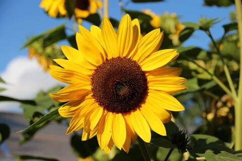 Sunflower отзывы