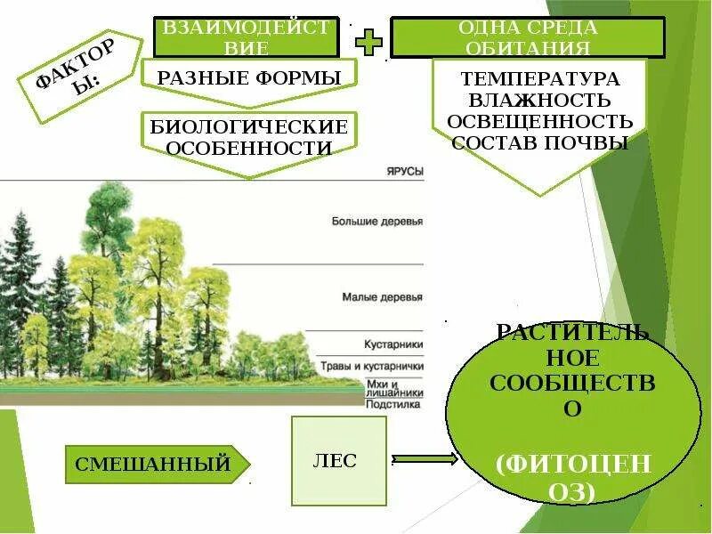 Растительное сообщество сообщение по биологии. Растительные сообщества схема. Структура растительного сообщества. Строение растительного сообщества. Структура растительного сообщества схема.