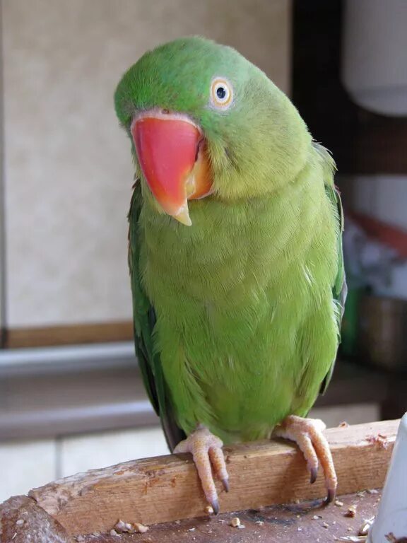 Попугайня могилев. Ласковый попугай. Попугайная гомель. Попугайная могилев. Корелла попугай орнитоз.
