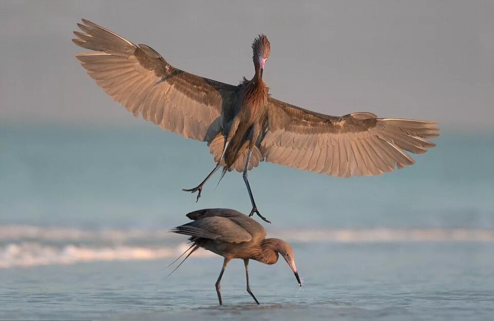 Презентация пернатые друзья. Черношапочная манорина. Среди пернатых. Воробей. Среди пернатых.