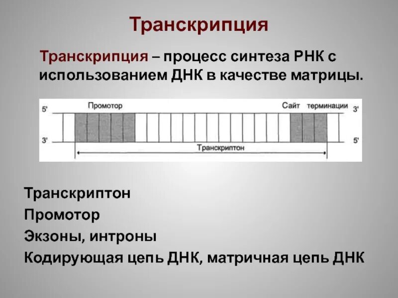 Матричная и транскрибируемая днк. Кодирующая и матричная цепь ДНК. Транскрипция в качестве матрицы. Транскрипция Синтез РНК С использованием ДНК В качестве матрицы.