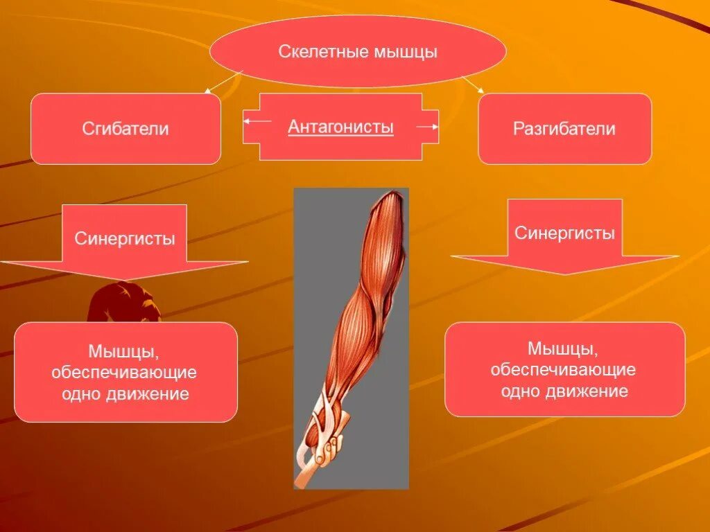 Работа скелетных мышц человека. Антагонисты и синергисты мышцы 8 класс. Скелетные мышцы. Скелетные мышцы человека. Мышцы антагонисты таблица.
