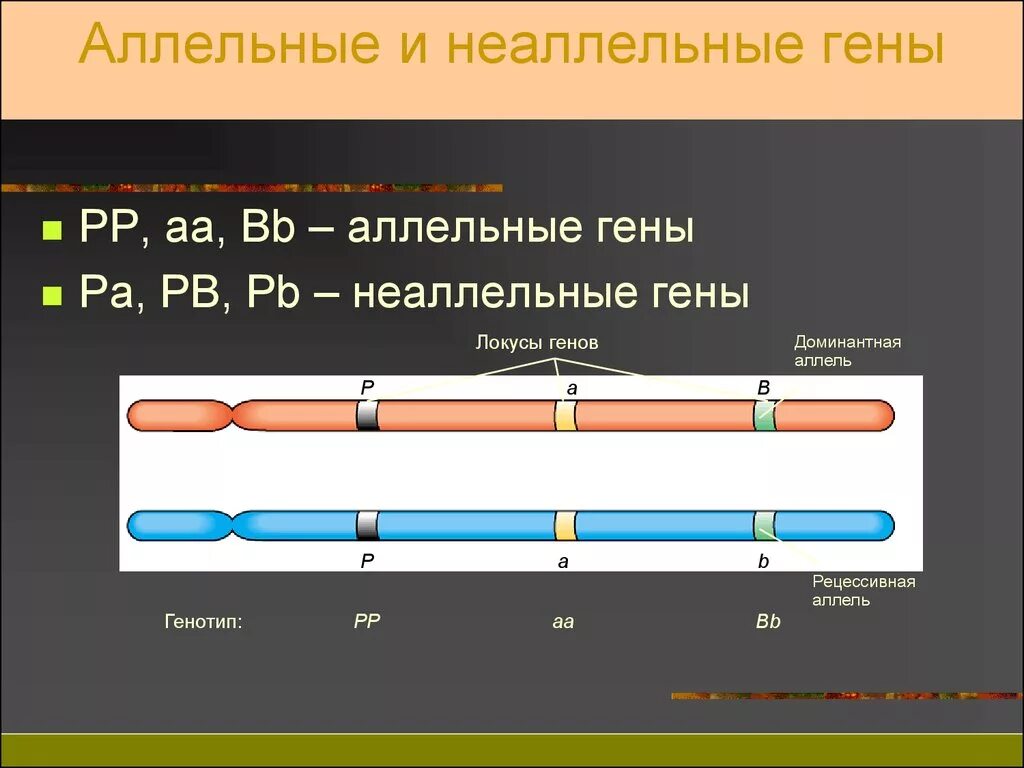 Аллельные и неаллельные гены. Аллейные и неаллйные гены. Ген аллельные и неаллельные гены. Аллельные и неаллельные гены взаимодействие. Организм имеющий аллельные гены