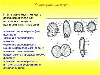 Зародыш семени однодольных и двудольных