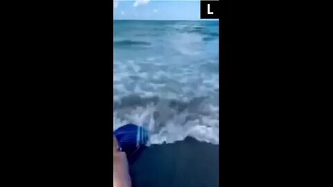 Акула спасла мальчика