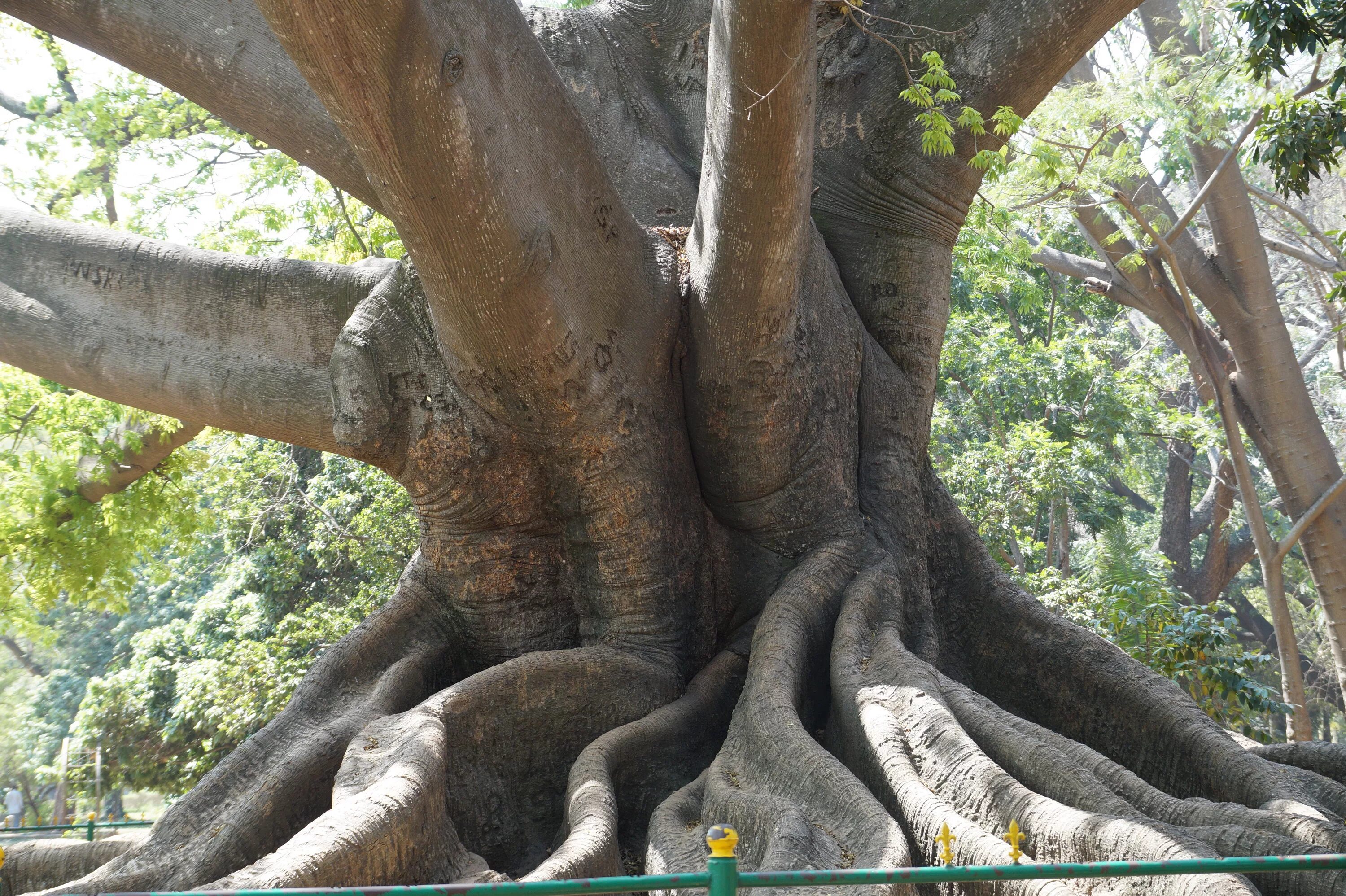 There is big tree in garden
