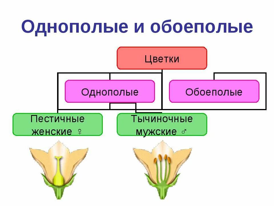 Цветок орган генеративного размножения растений. Однополые и обоеполые цветки. Обоеполые цветки и однополые цветки. Обоеполый тычиночный пестичный. Однополые и обоеполые цветки схема.