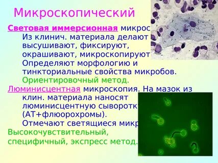 Метод микроскопии позволяющий изучать вирусы напрямую