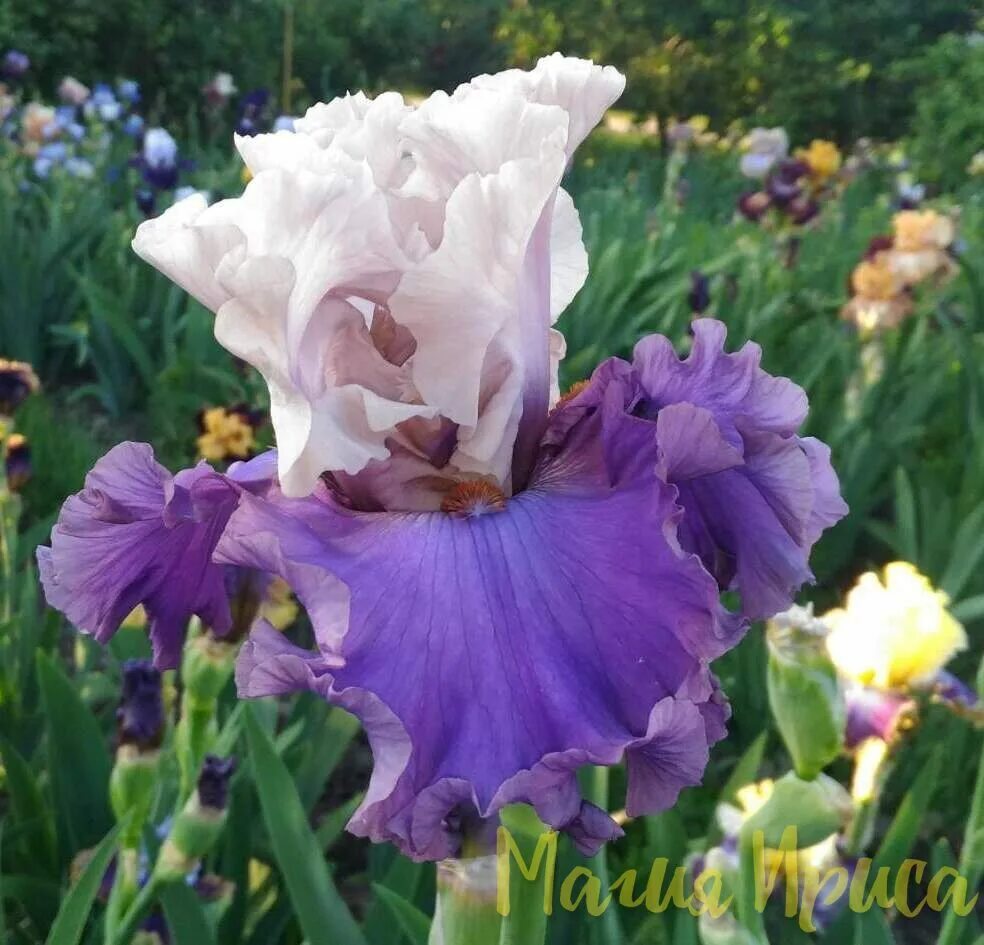Ирис dancing. Ирисы бородатые dancing delight. Ирис диамонд энд рубис. Ирис dancing star (дансинг стар). Ирис dance recital.